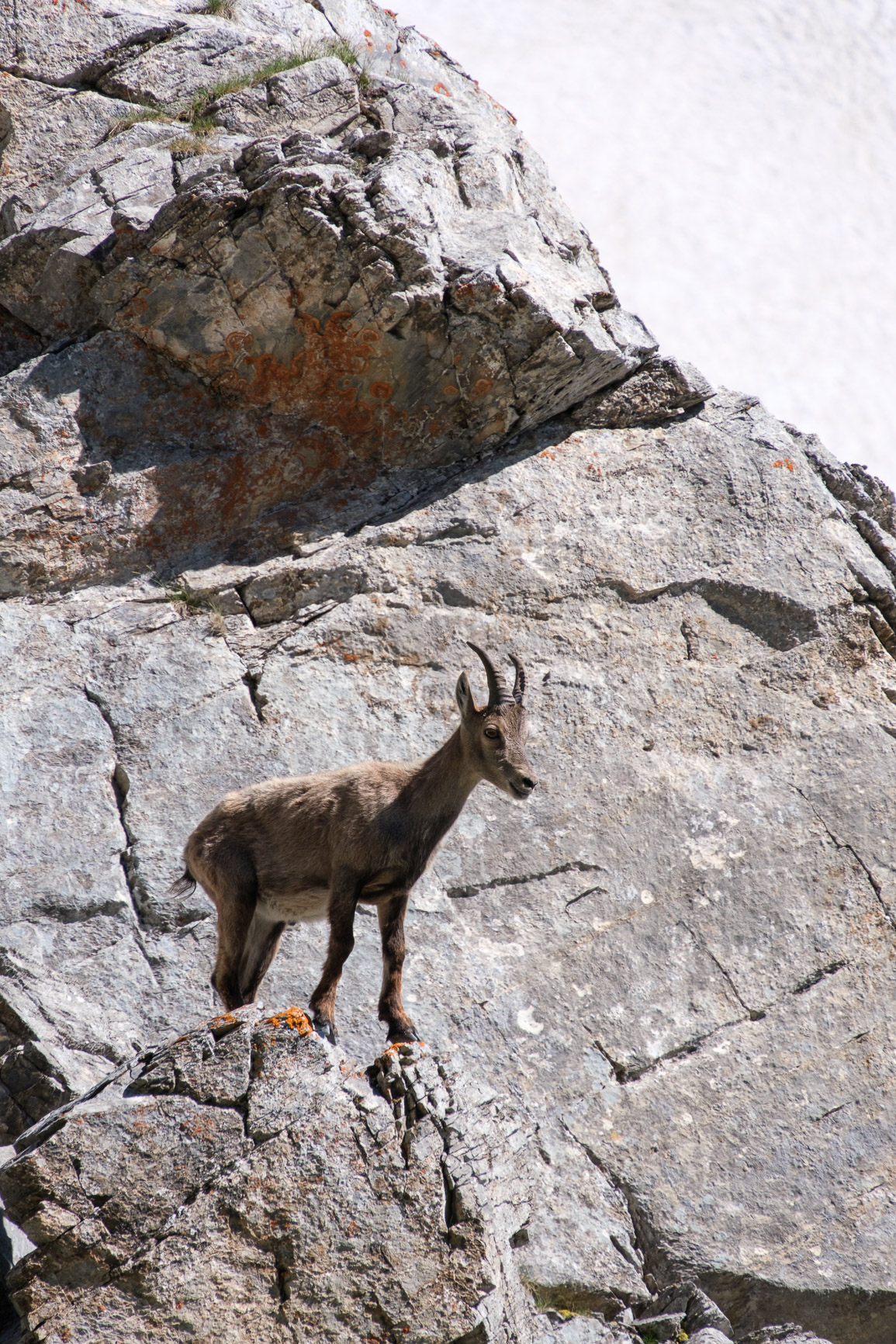 Portrait de bouquetin dans la réserve naturelle de la Vanoise