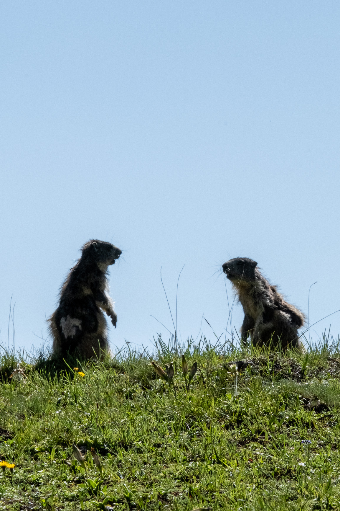 marmottes qui jouent