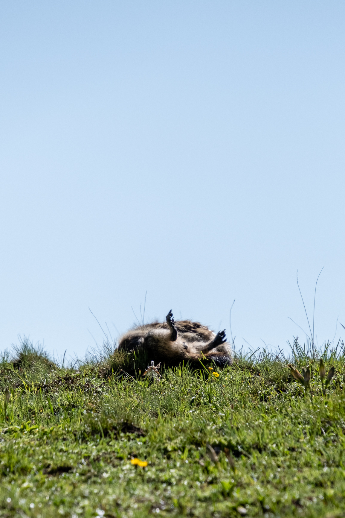 détail pied de marmotte