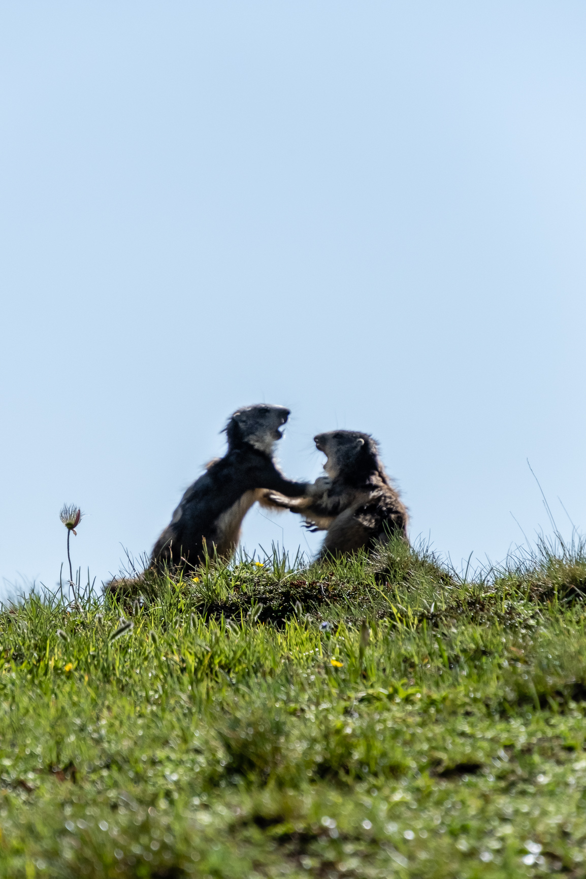 bébés marmottes qui jouent