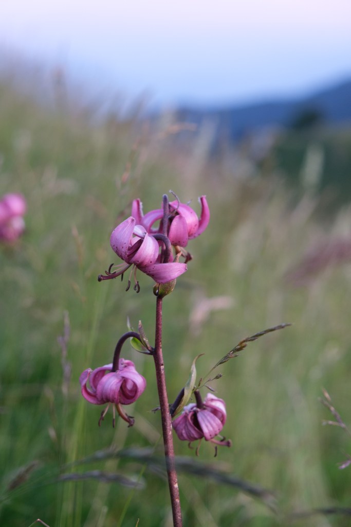 fleurs de montagne