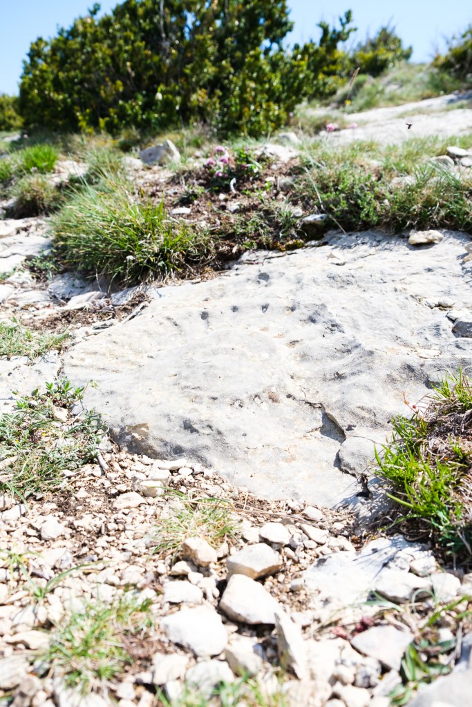 fossile d'ammonite dans le verdon lors d'une randonnée au col de plein voir