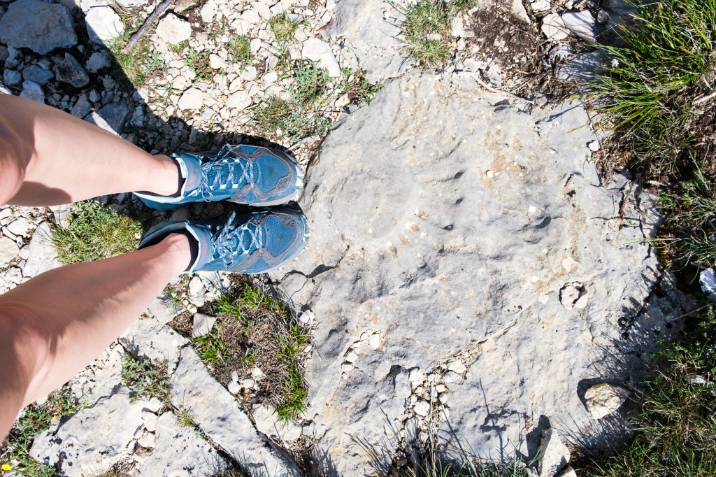 fossile d'amonite dans le verdon au col de plein voir, randonnée difficile