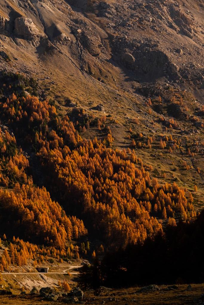 Forêt de mélèzes aux couleurs dorées dans le massif des Écrins.