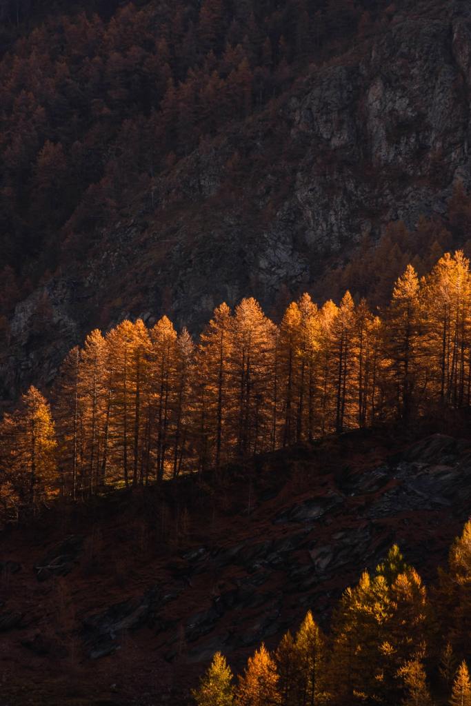 Paysage doré de l’Alpe de Villar d’Arène en automne.