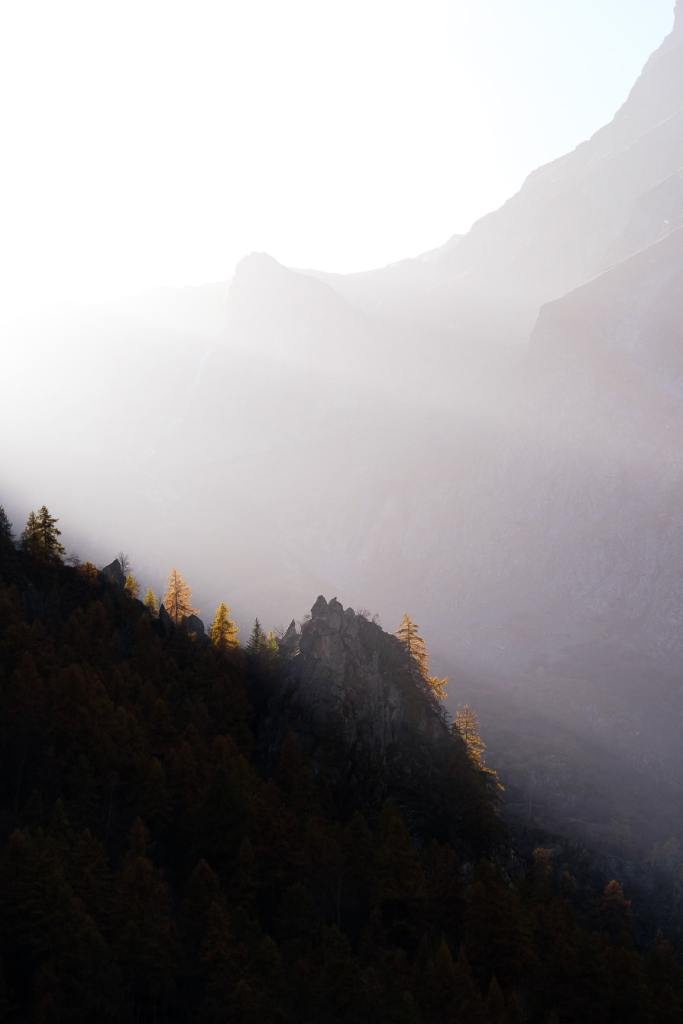 jeux de lumière dans les mélèzes à l'automne dans les alpes