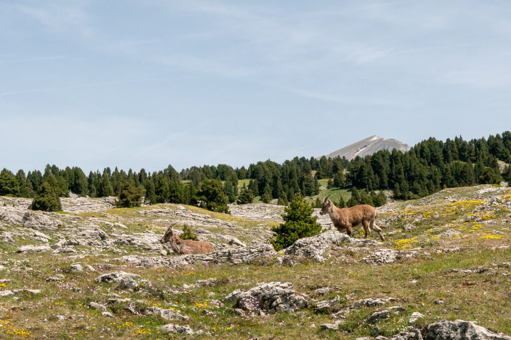 bouquetins face au grand veymont dans le vercors lors d'un trek de 3 jours